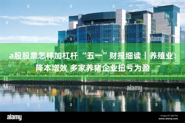 a股股票怎样加杠杆 “五一”财报细读｜养殖业：降本增效 多家养猪企业扭亏为盈